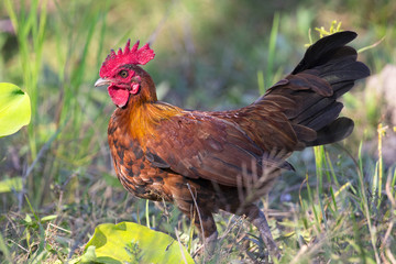 Image of chicken on nature background. Farm Animals.