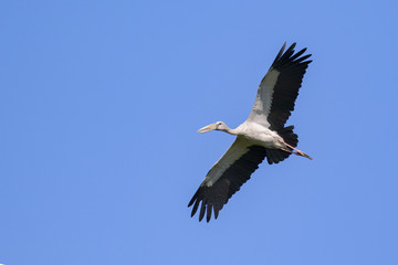Image of asian openbill stork flying in the sky. Wild Animals.