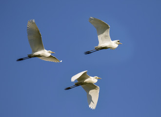 Image of egret flying in the sky. Heron. Wild Animals.