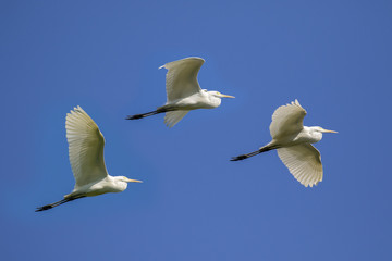Image of egret flying in the sky. Heron. Wild Animals.