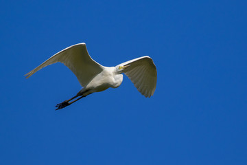 Image of egret flying in the sky. Heron. Wild Animals.