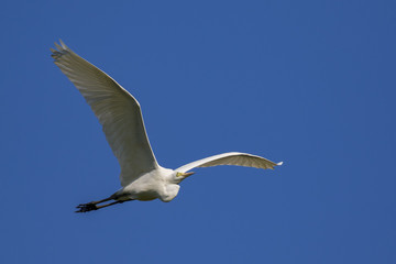 Image of egret flying in the sky. Heron. Wild Animals.