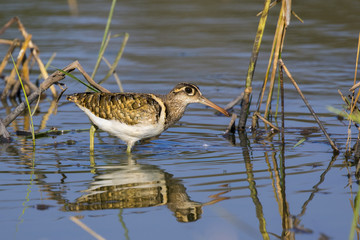 Image of birds are looking for food (Greater Painted-snipe; Rostratula benghalensis) (male). Wild Animals.