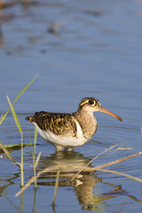 Image of birds are looking for food (Greater Painted-snipe; Rostratula benghalensis) (male). Wild Animals.
