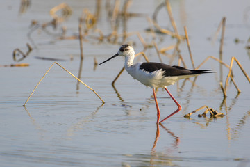 Image of bird black-winged stilt are looking for food (Himantopus himantopus) Wild Animals.