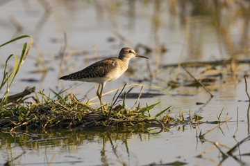 Image of bird are looking for food (Wood Sandpiper; Tringa glareola) Wild Animals.