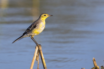 Image of Bird Citrine Wagtail (Motacilla citreola)  Wild Animals.