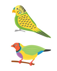Cartoon tropical parrot wild animal bird vector illustration.