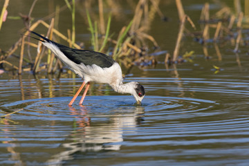 Image of bird black-winged stilt are looking for food (Himantopus himantopus) Wild Animals.