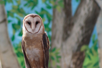 A barn owl looking right at you