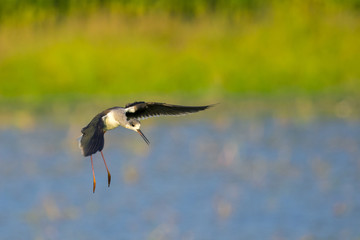 Image of birds were flying (Himantopus himantopus) Wild Animals.