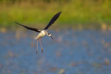 Image of birds were flying (Himantopus himantopus) Wild Animals.