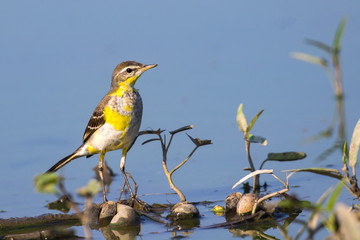 Image of Bird Eastern Yellow Wagtail (Motacilla tschutschensis)  Wild Animals.