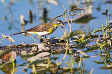 Image of Bird Eastern Yellow Wagtail (Motacilla tschutschensis)  Wild Animals.