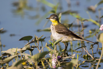 Image of Bird Eastern Yellow Wagtail (Motacilla tschutschensis)  Wild Animals.