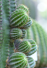 Cactus growing in the natural world, it is drought resistant plants well under extreme energy represents human suffering before the rigors of nature