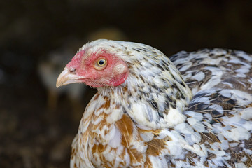 Image of hen on the ground.  Fram Animals.