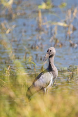 Image of asian openbill stork on nature background. Wild Animals.