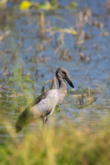 Image of asian openbill stork on nature background. Wild Animals.