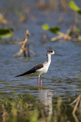 Image of bird black-winged stilt are looking for food (Himantopus himantopus) Wild Animals.