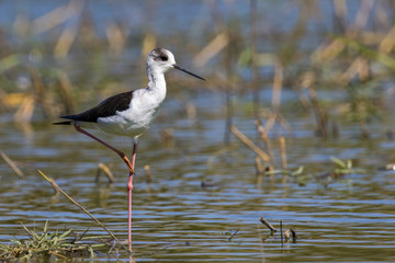 Image of bird black-winged stilt are looking for food (Himantopus himantopus) Wild Animals.