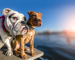 Two dogs standing on wooden dock on lake