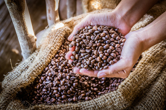 Closeup of coffee beans in hand with sunlight in gunny bag