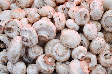 Pictures of mushroom in a grocery sales section
