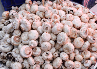 Pictures of mushroom in a grocery sales section
