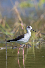 Image of bird black-winged stilt are looking for food (Himantopus himantopus) Wild Animals.