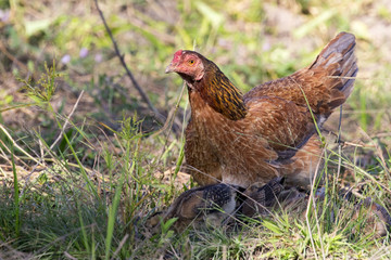 Image of hen and chick on the ground.  Fram Animals.