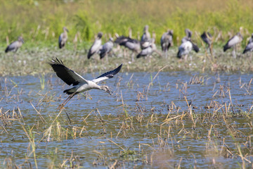 Image of flocks asian openbill stork. Wild Animals. Birds