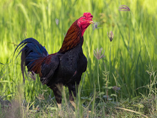 Image of rooster in green field. Farm Animals.