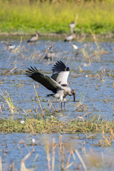Image of flocks asian openbill stork. Wild Animals. Birds