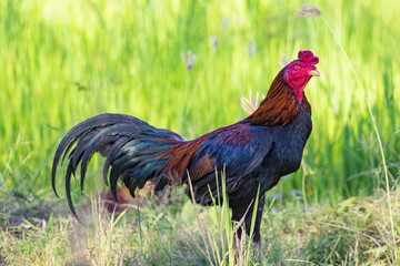 Image of rooster in green field. Farm Animals.