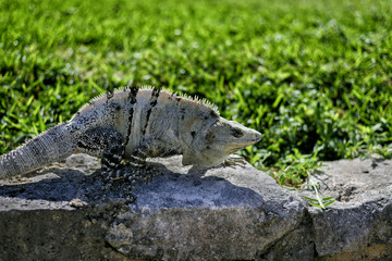 Wildlife animal iguana sunbathing on the stones against green grass at the ancient Mayan building ruins in Tulum, Mexico