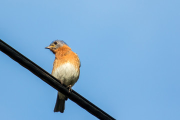 Eastern Bluebird on Wire