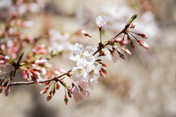 selective focus on one branch of white cherry blossom
