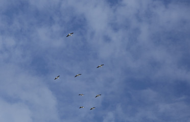 American White Pelican