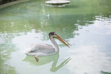 American White Pelican
