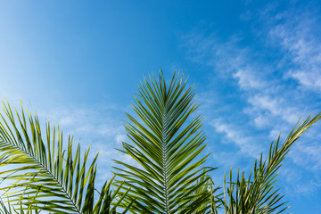 Palm leaf against blue sky