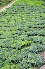 Tea plantation located in Cameron Highlands