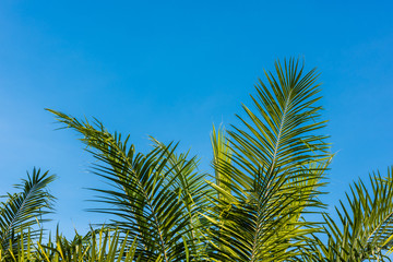 Fototapeta premium Palm leaf against blue sky