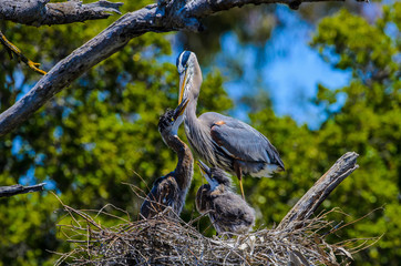 Great Blue Heron on nest with young ones