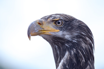 ein junger Weißkopfseeadler beobachtet aufmerksam die Umgebung