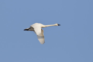 Tundra Swan Migrating in the Spring - Ontario, Canada