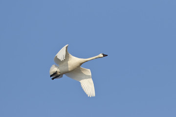 Tundra Swan Migrating in the Spring - Ontario, Canada