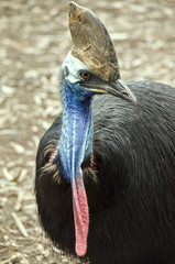 cassowary