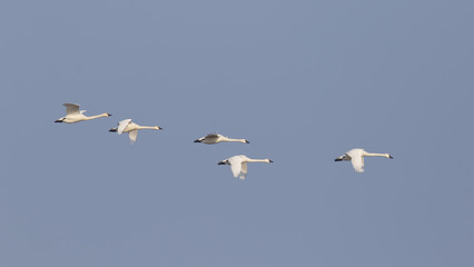 Group of Tundra Swans Migrating in Spring - Ontario, Canada