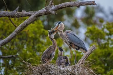 Great Blue Heron on nest with young ones